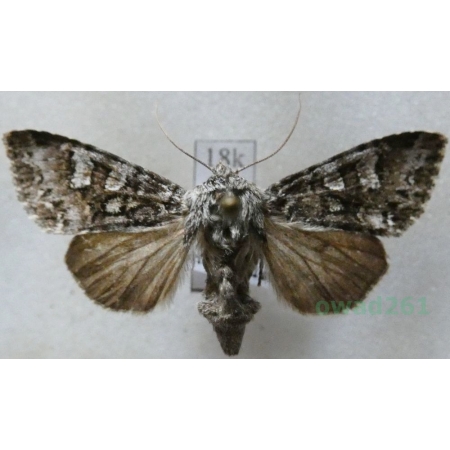 Papestra biren (Goeze, 1781) Czech18k